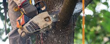 How Our Tree Care Process Works  in  Forest Lake, MN