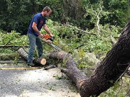 Professional Tree Care in Forest Lake, MN